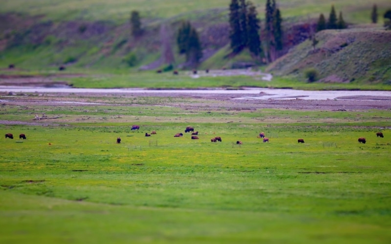 Lamar Valley 