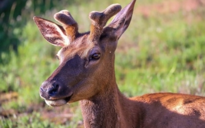wapitis