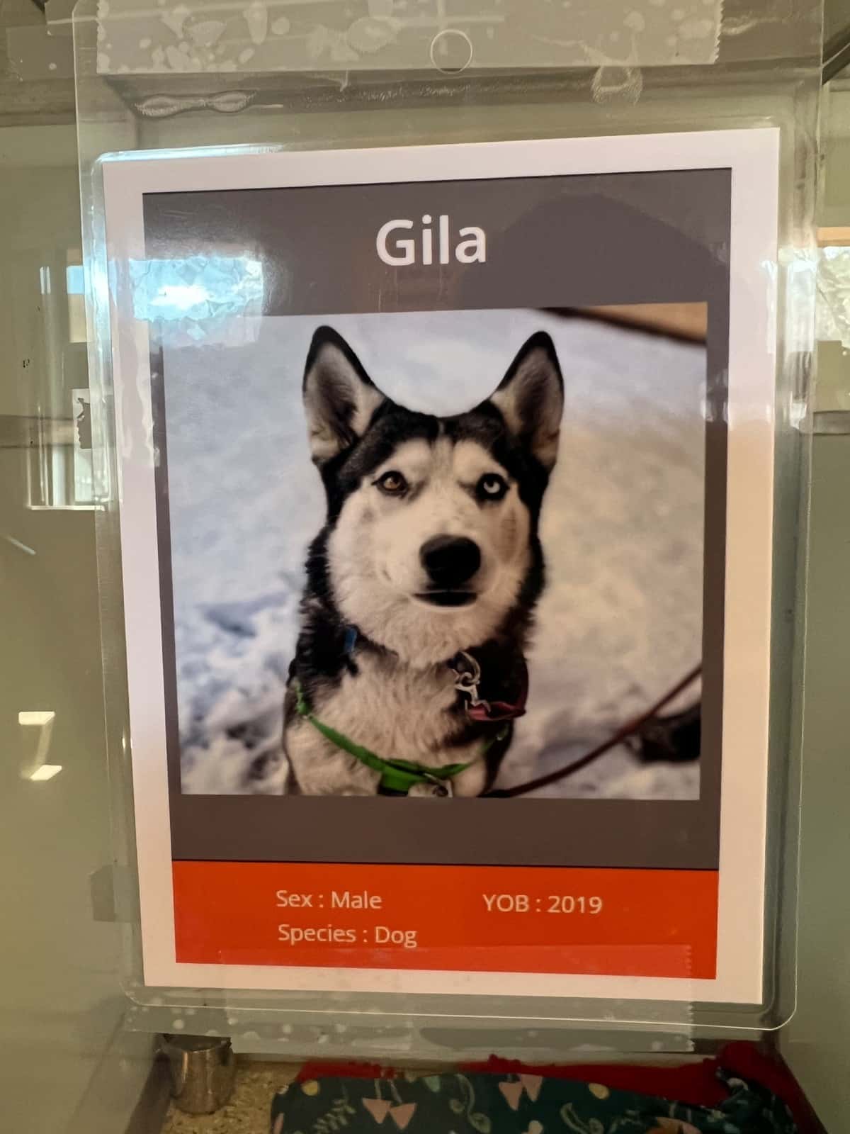 Gila le husky