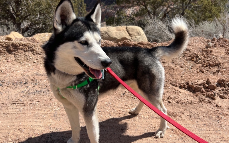 Gila le husky
