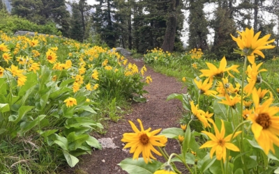 sentier au milieu de la flore