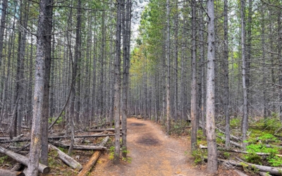 sentier au milieu de la flore