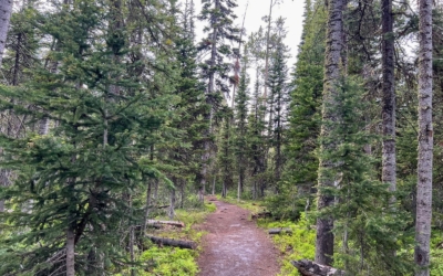 sentier au milieu de la flore