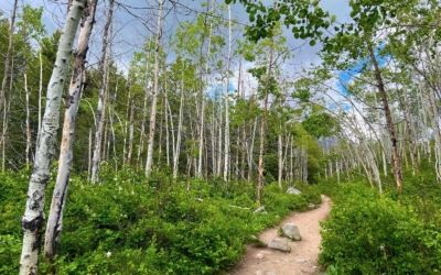 sentier au milieu de la flore