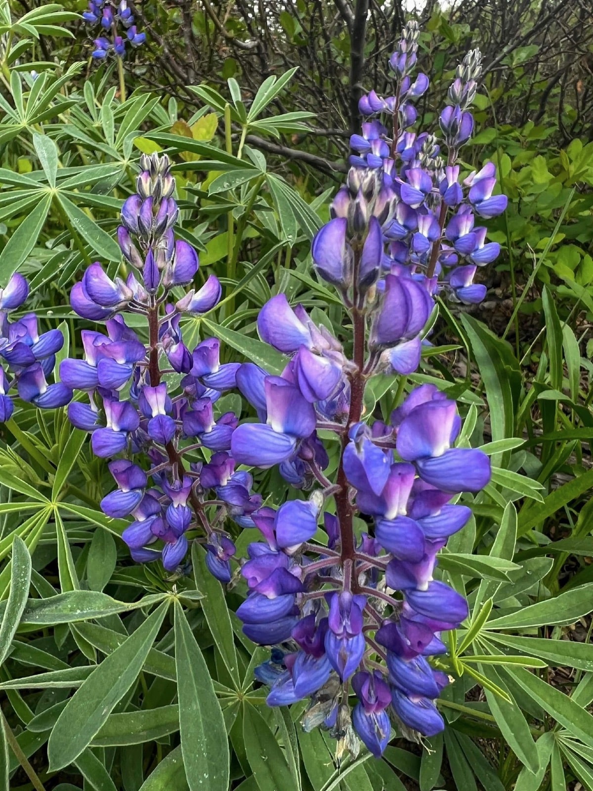 Lupins