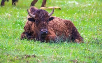 bisons