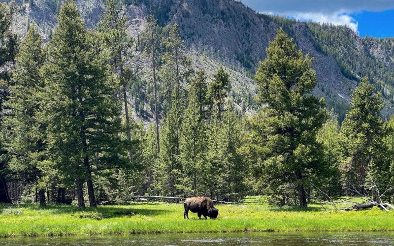 Madison River
