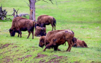 bisons