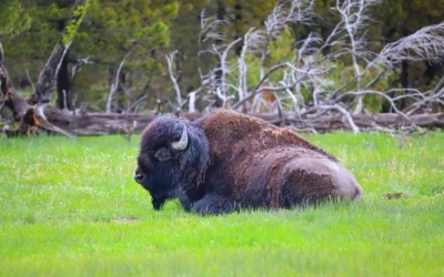 bisons