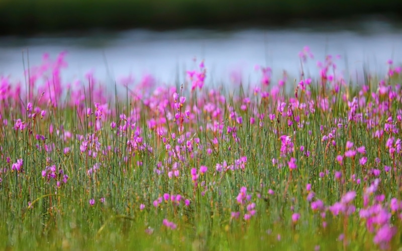 Flore et faune locale 
