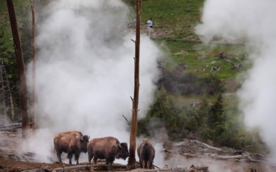 Bisons
