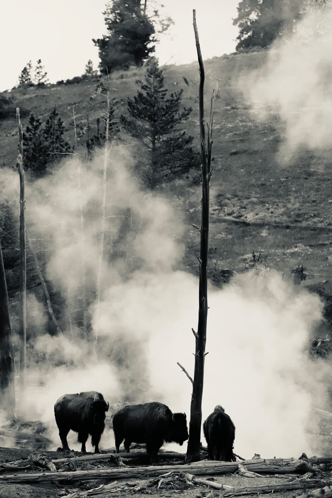 Bisons