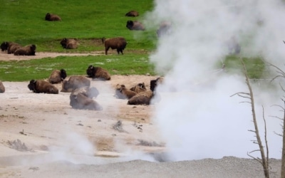 Bisons