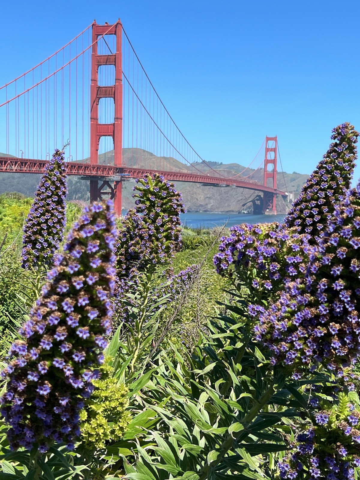 Golden Gate