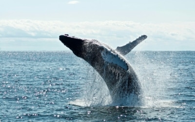 Baleine océan pacifique