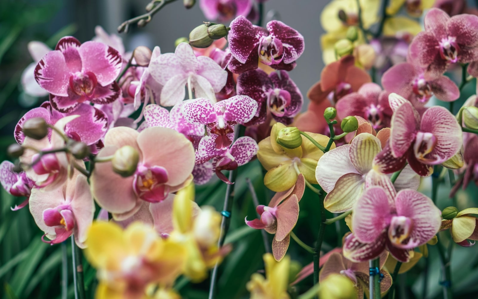 orchidées usa