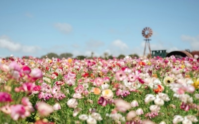 fleurs californie