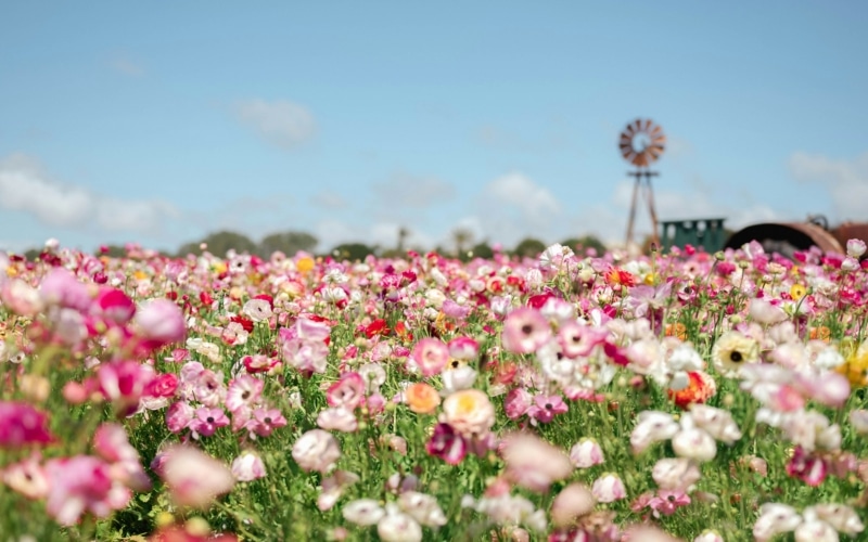 fleurs californie