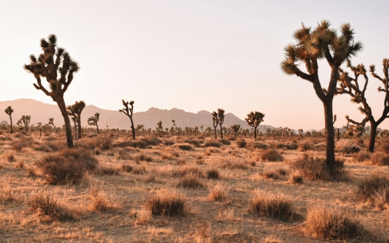 joshua tree national park