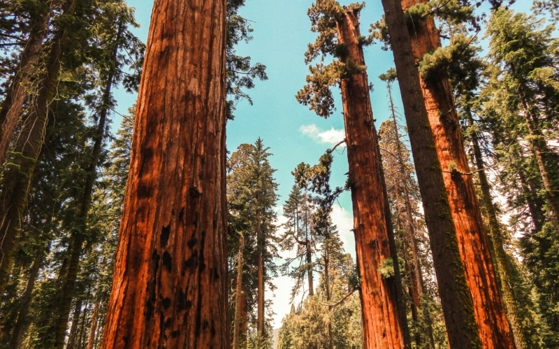 Sequoia National Park