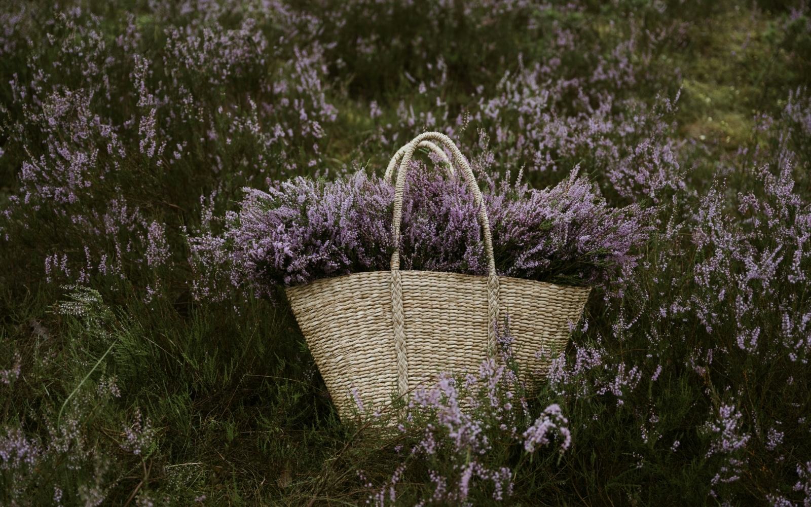 lavender lavande sonoma