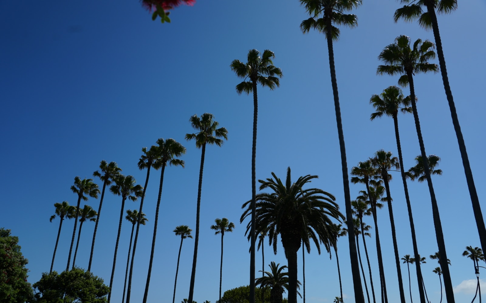 redondo beach palmiers mai 2025