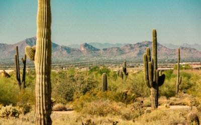 saguaro desert arizona