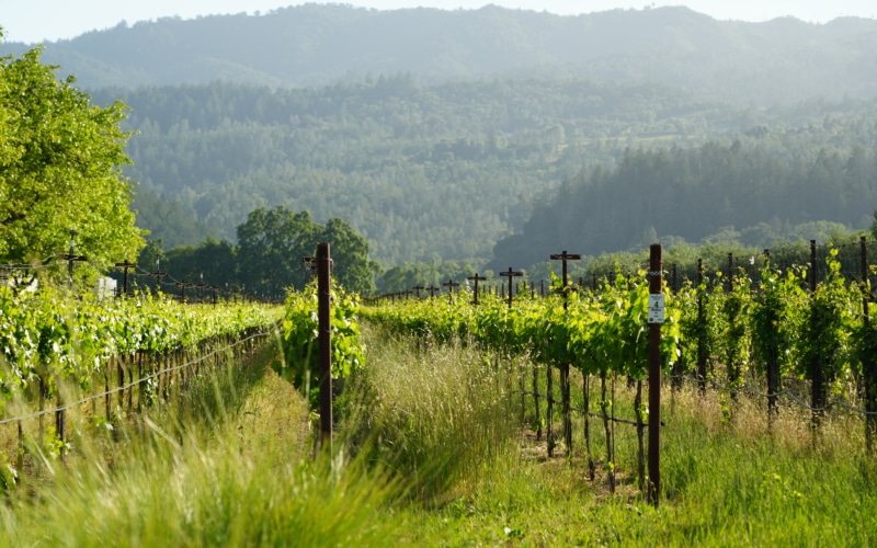 napa valley californie vigne vin 2025 wine