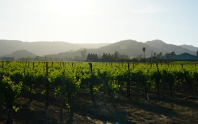 napa valley vignoble vigne septembre