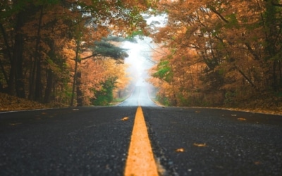 automne, fall, road, route