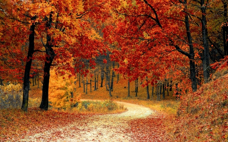 fall leaf feuilles automne