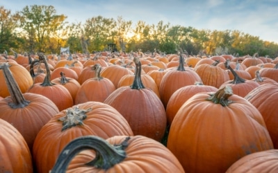 halloween pumpkin citrouille