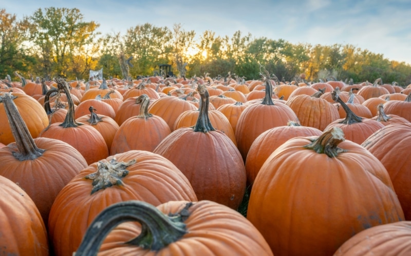 halloween pumpkin citrouille