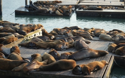 pier 39 fisherman's wharf mai 2025