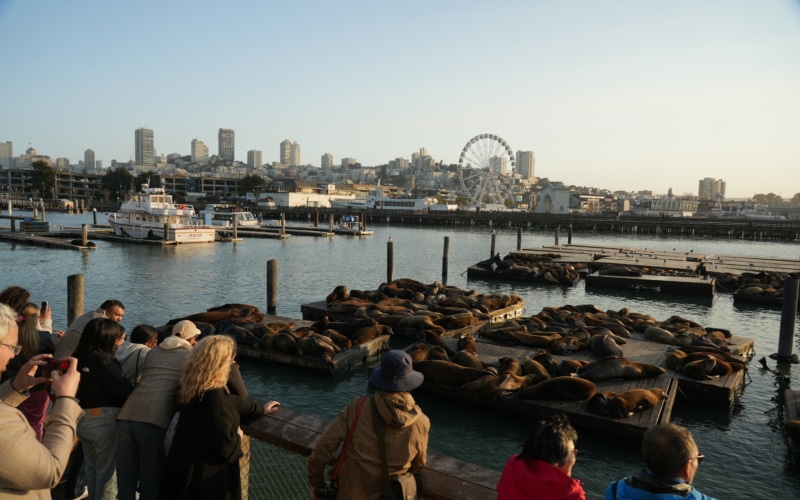 pier 39 fisherman's wharf