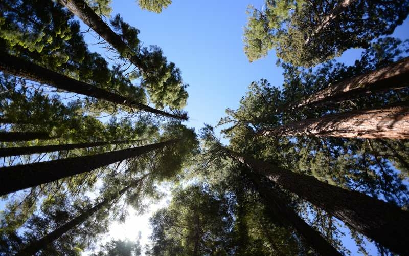 Mariposa Grove